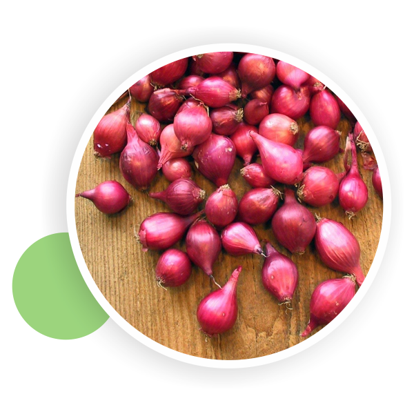 Small Onion Shallot