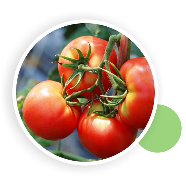 Tomato
