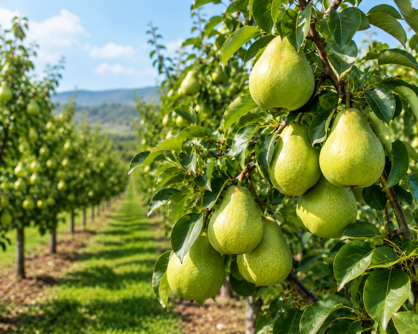 Imported Pear Supplier in India